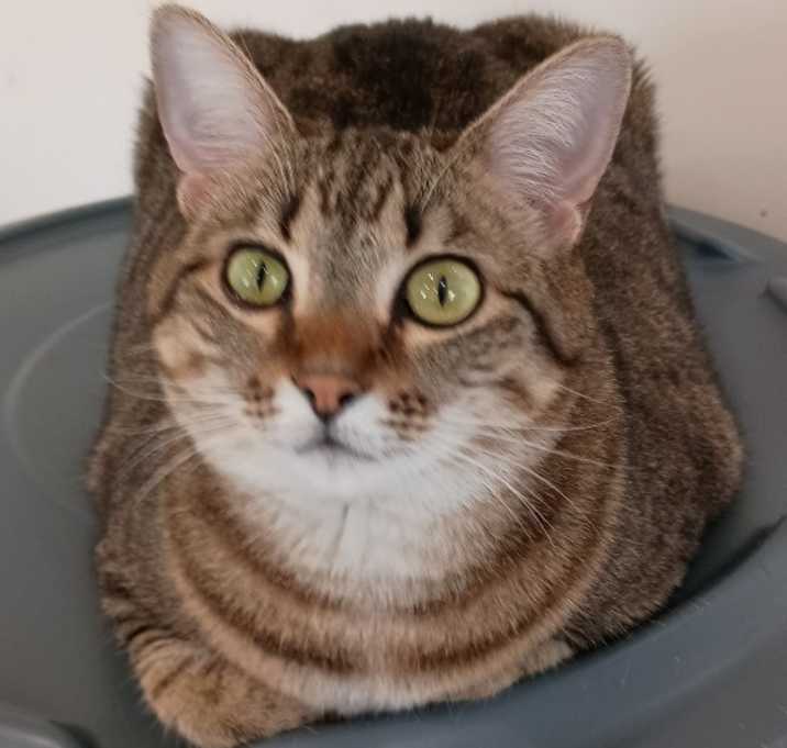 Photo of Clover