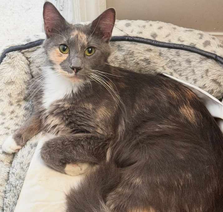Photo of Calypso
