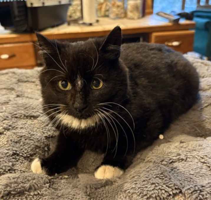Photo of Chai