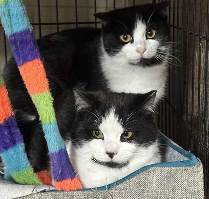 Photo of Guy & Gidget