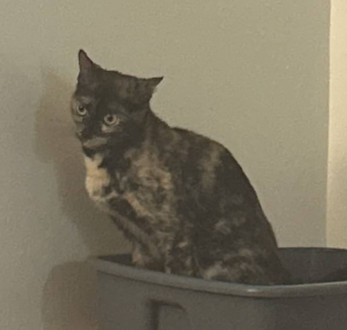 Photo of Katt
