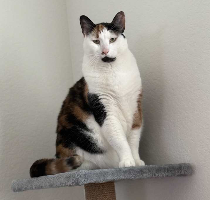 Photo of Nala