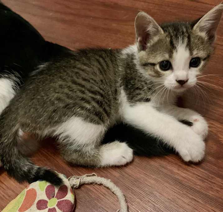 Photo of Kiwi
