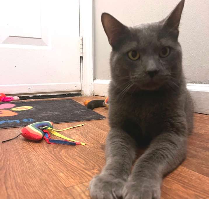 Photo of Whiskers