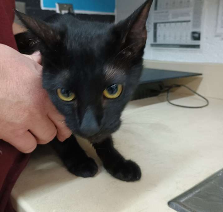 Photo of Cleo