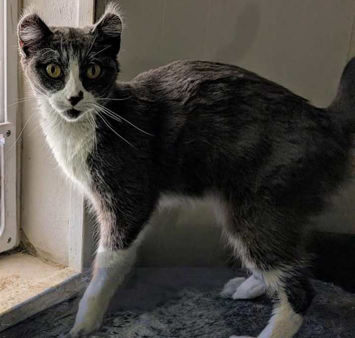Photo of Misty