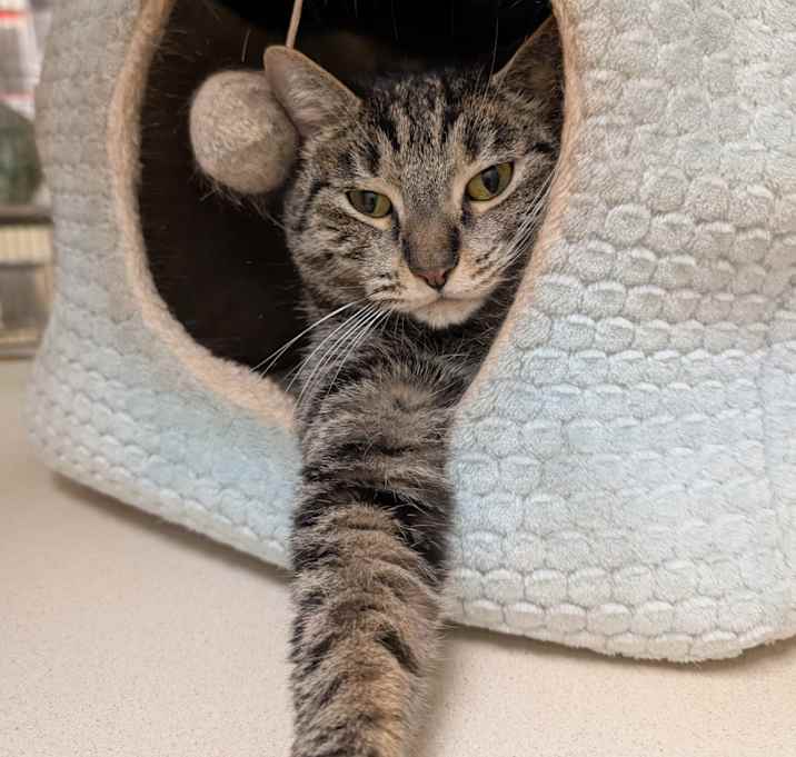 Photo of Catness