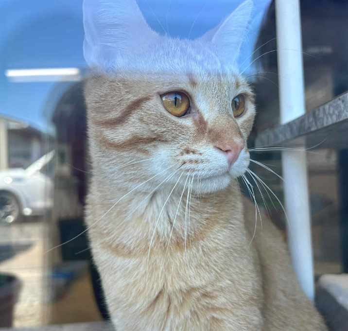 Photo of Peanut Butter PL