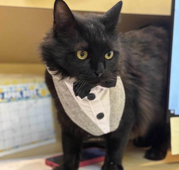 Photo of Stevie (FeLV+)