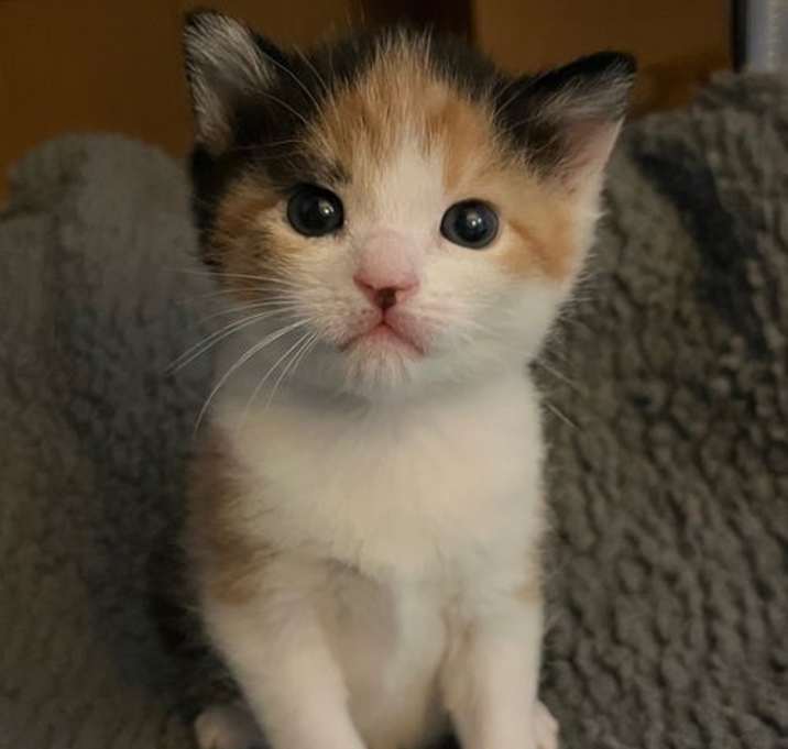 Photo of Lily