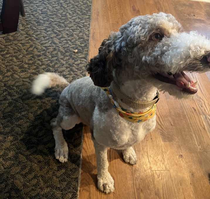 Photo of Cooper