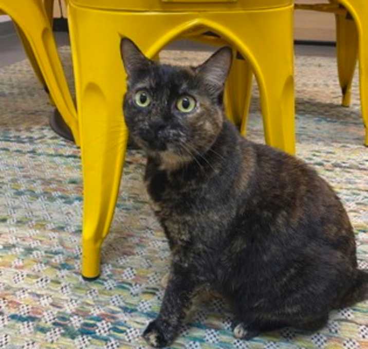 Photo of Kahlua
