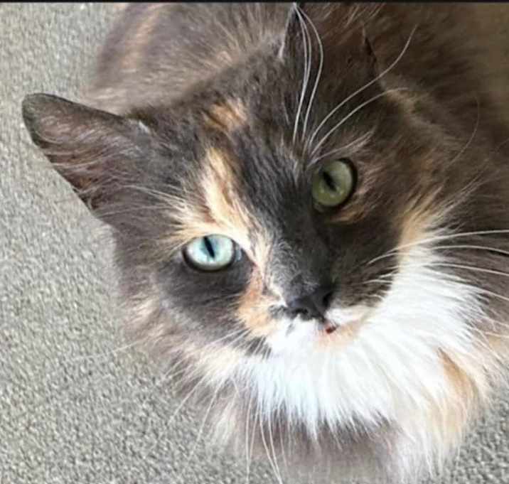 Photo of Snickers
