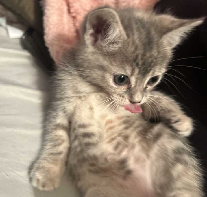 Photo of Thumper
