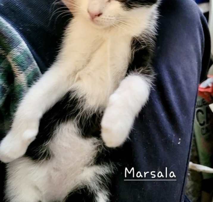 Photo of Marsala