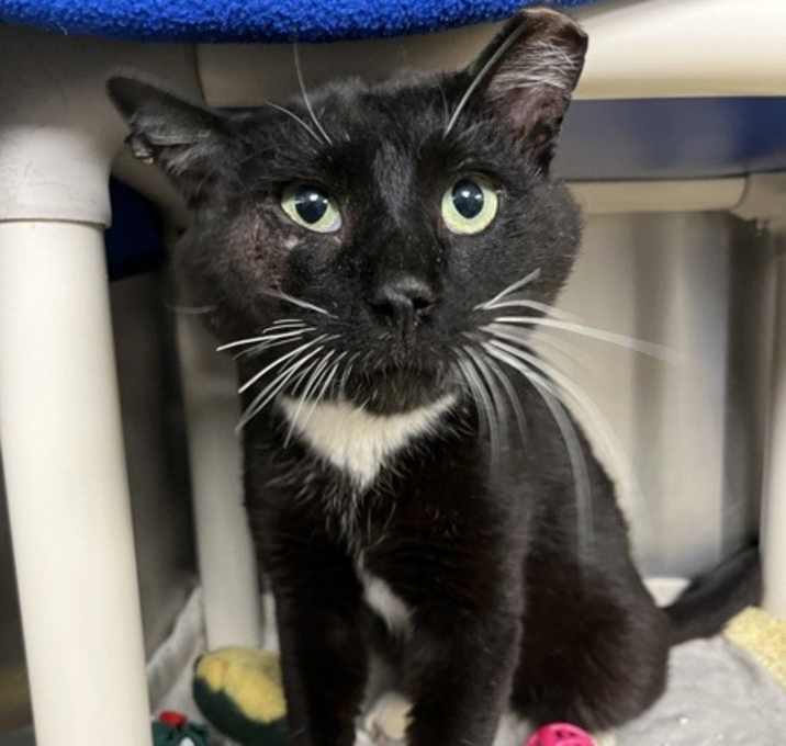 Photo of Lecter - FIV+
