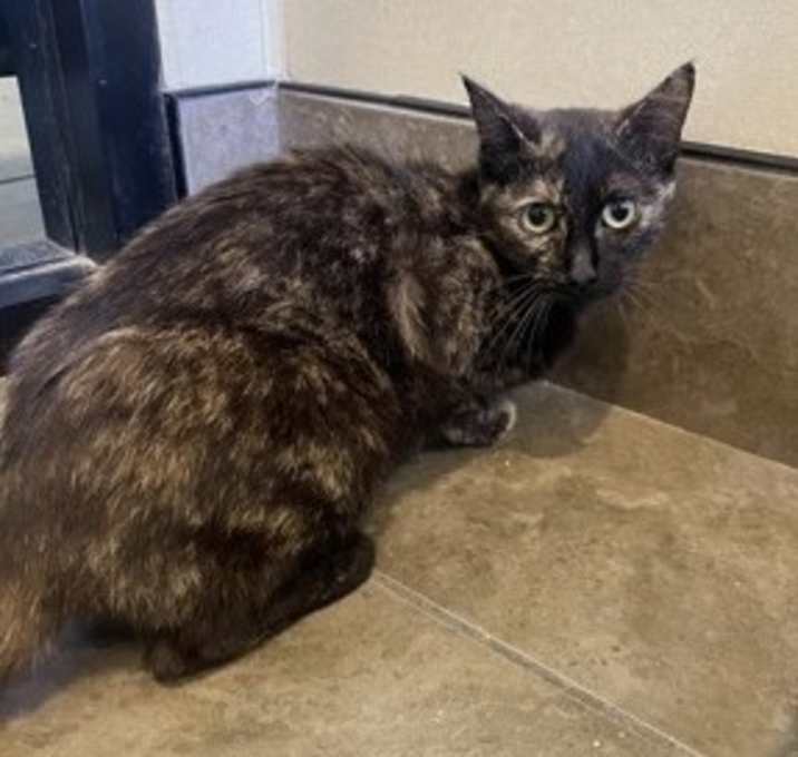 Photo of Nebula