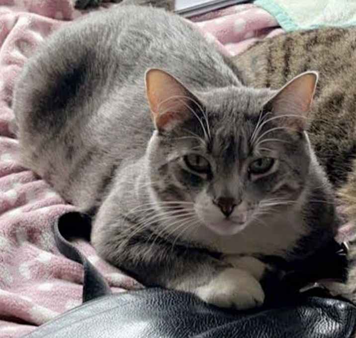 Photo of Willow