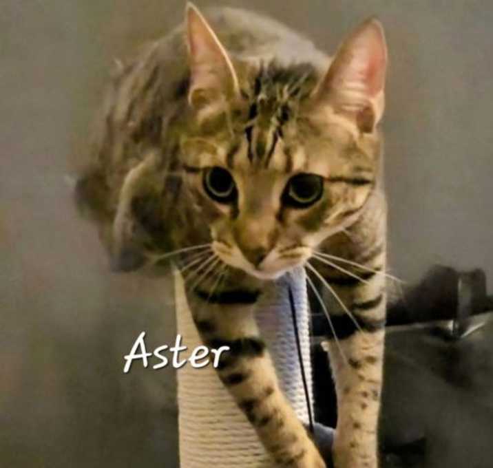 Photo of Aster #the-acro-cat