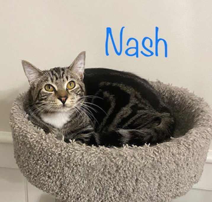 Photo of Nash
