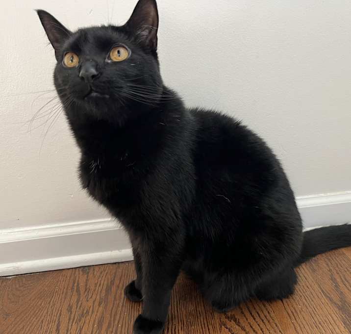 Photo of Toothless (How to Train Your Dragon)