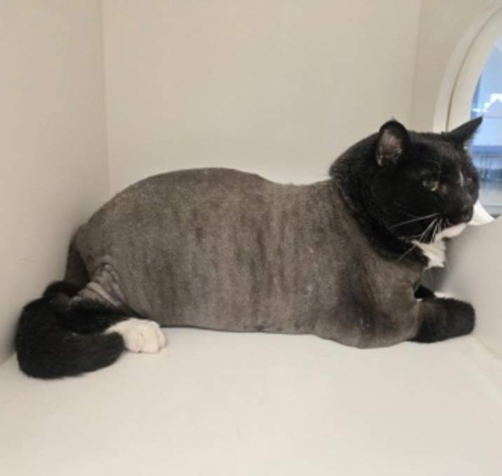 Photo of Tux (was Maxwell) 206095