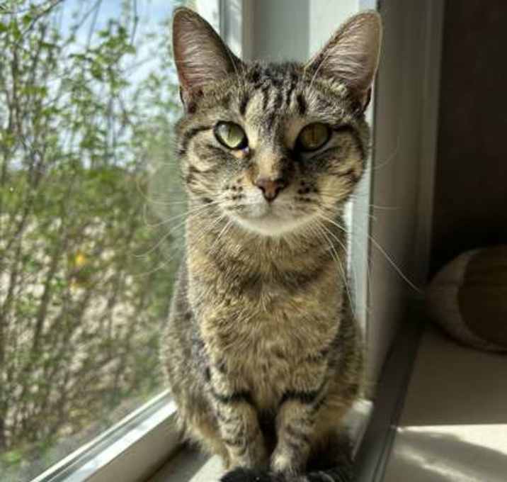 Photo of Chimera