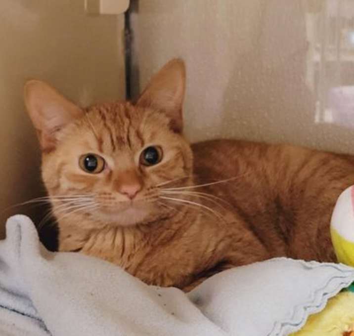 Photo of Cannoli