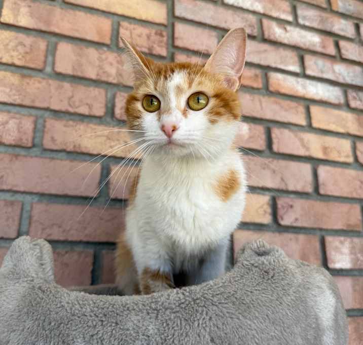 Photo of Cinnamon