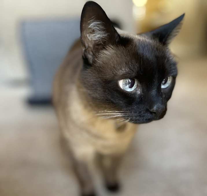 Photo of Coco