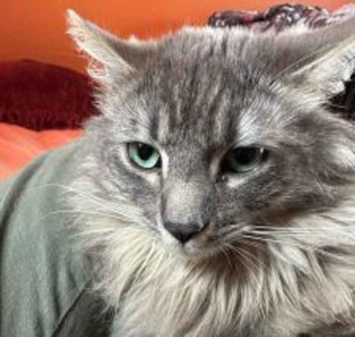 Photo of Grey