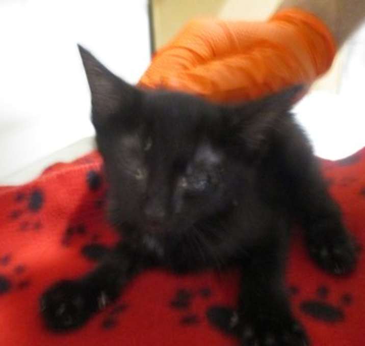 Photo of Punkin