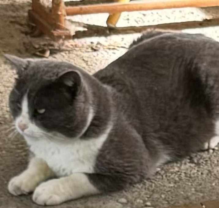 Photo of Snickers