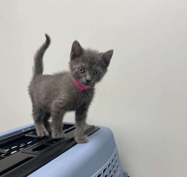 Photo of Mitzi