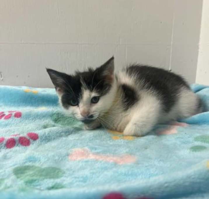 Photo of Muffin