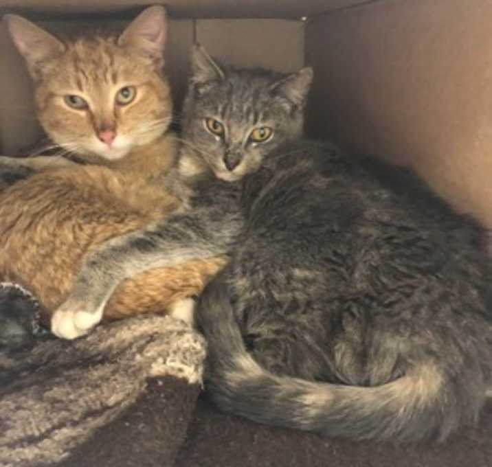 Photo of Peanut Butter (must be adopted