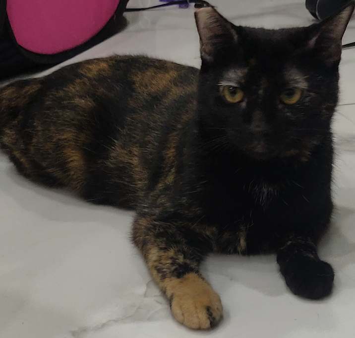 Photo of Stella