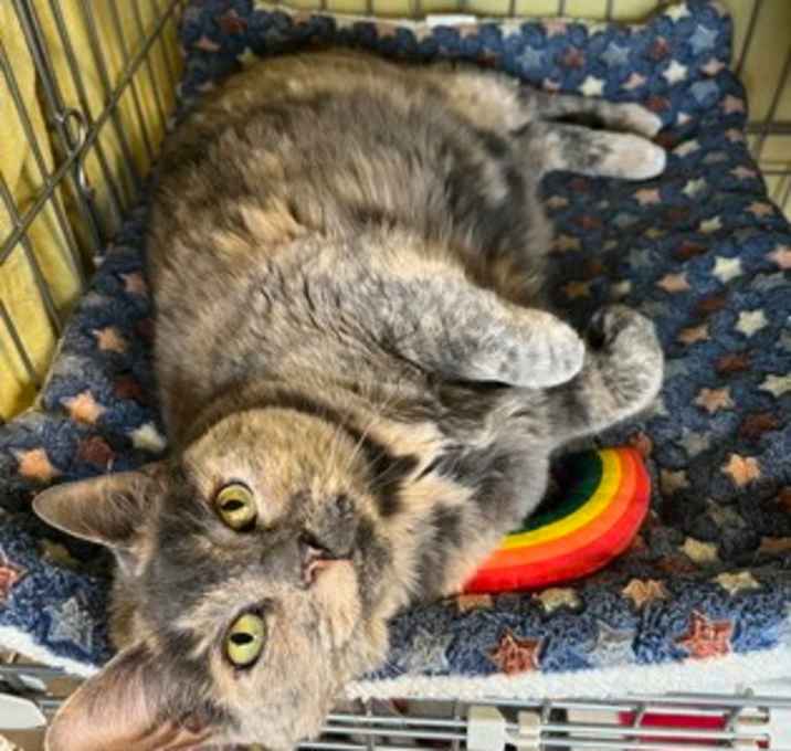 Photo of Cookie