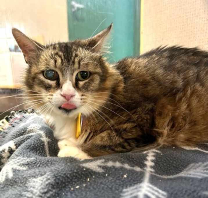 Photo of Tabitha - AVAILABLE