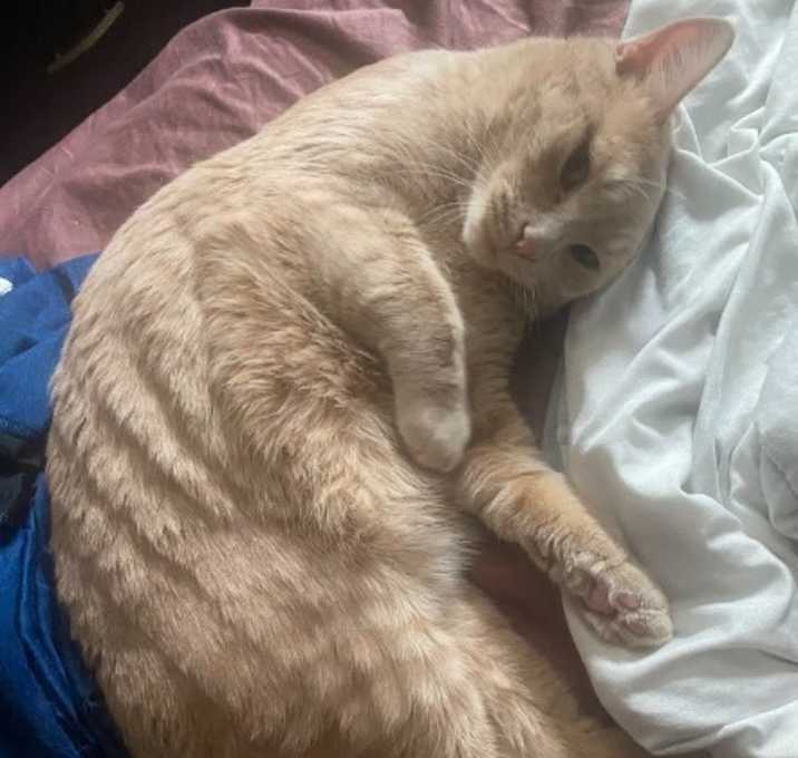 Photo of Waffles