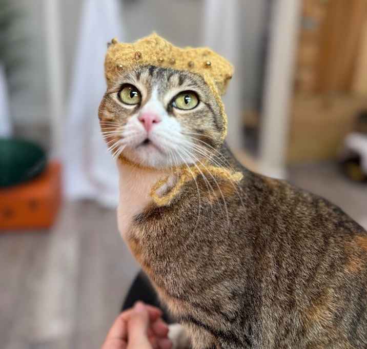 Photo of Maple Mama Cat Marsh