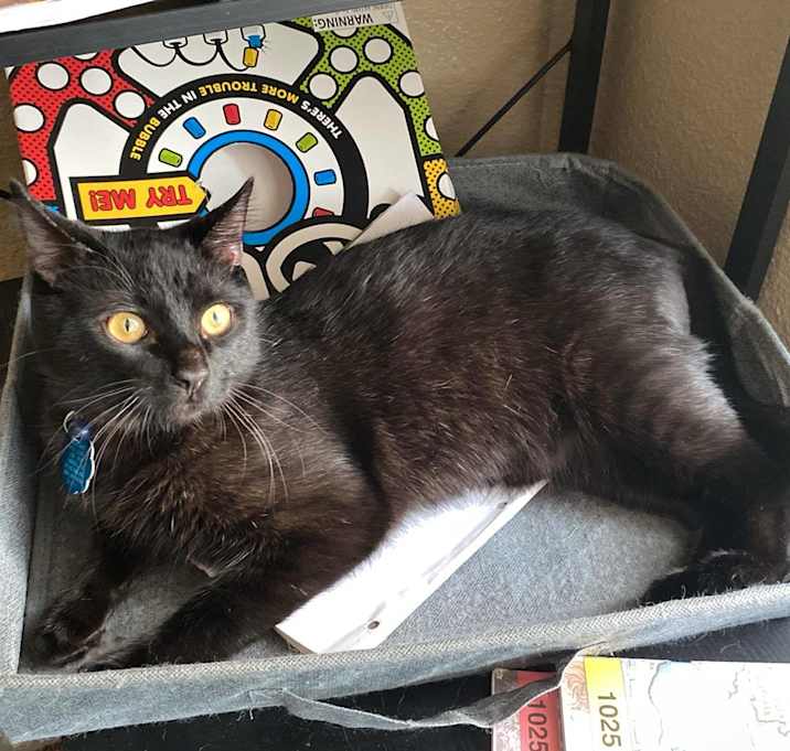 Photo of Smokey