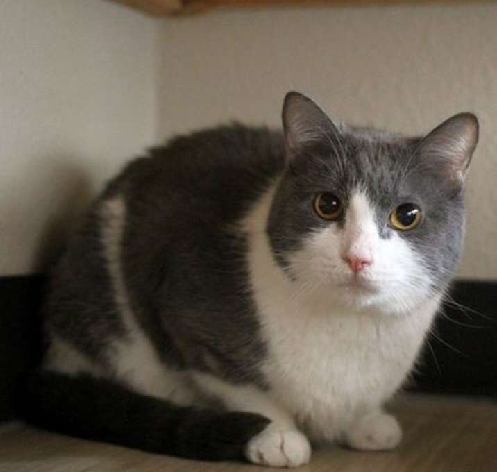 Photo of Hobbes