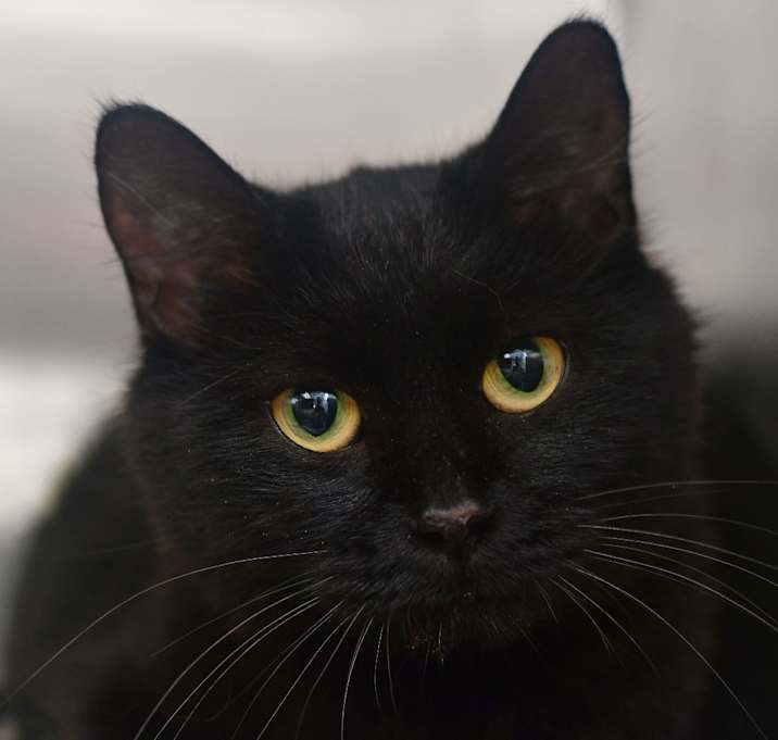 Photo of Donut