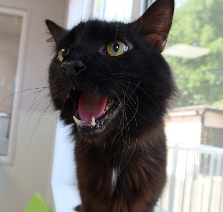 Photo of Crowley