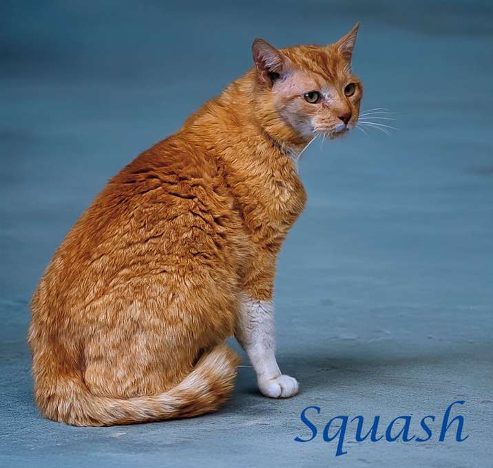 Photo of Squash C25-098