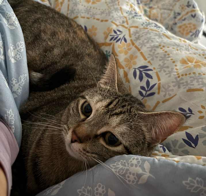 Photo of Kiwi