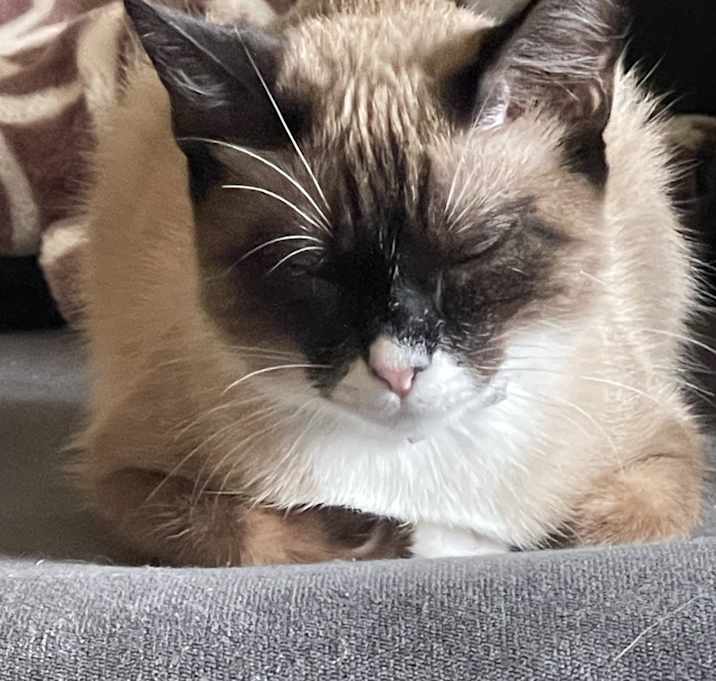 Photo of Rose
