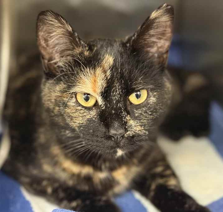 Photo of ADOPT ME!