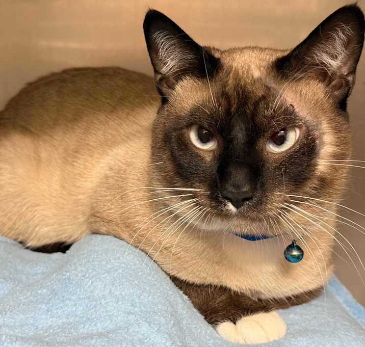 Photo of Adopt me! Shakespeare